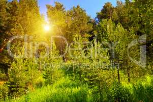 spruce forest on the hillside