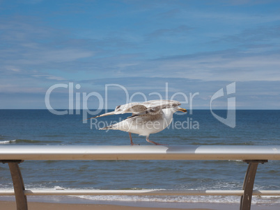 Seagull bird animal