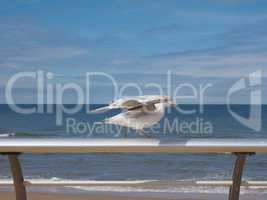 Seagull bird animal