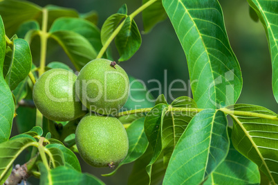 Fresh walnuts on the tree