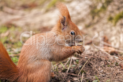Rotes Eichhörnchen beim Fressen