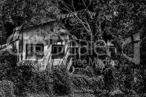 House in the ivy in black and white