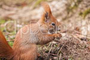 Rotes Eichhörnchen beim Fressen