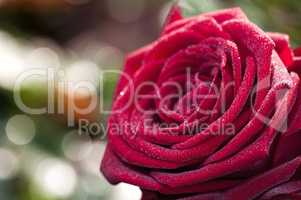 Rote Rose mit Tau bedeckt im Gegenlicht
