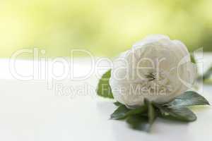 Stillleben weiße englische Rose im Gegenlicht