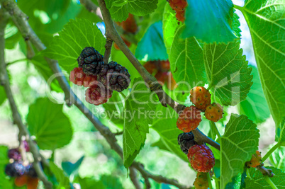 Mullberries on the tree