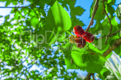 Mullberries on the tree