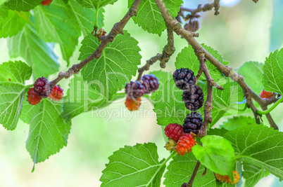 Mullberries on the tree