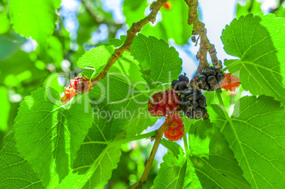 Mullberries on the tree