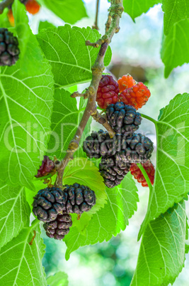 Mullberries on the tree