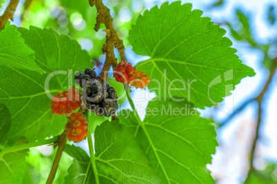 Mullberries on the tree