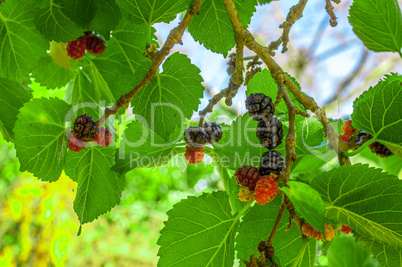 Mullberries on the tree