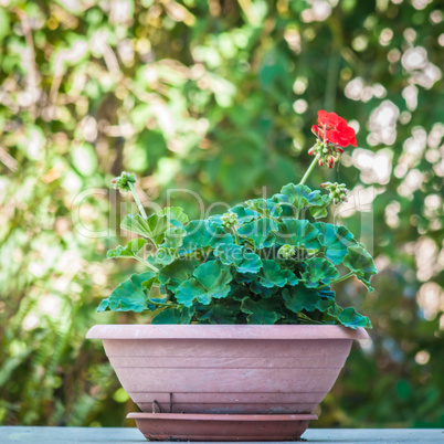 flowerpot with a little geranium