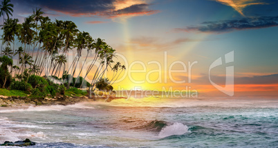 ocean, tropical palms and a beautiful sunset