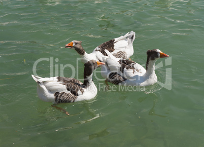 Geese, goslings on the natural lake, bird on blue water photo