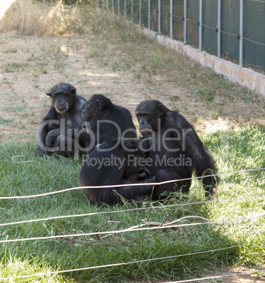 Family of chimps sitting on some green grass , relatives