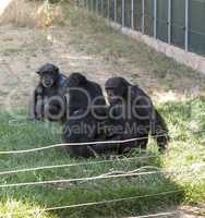Family of chimps sitting on some green grass , relatives