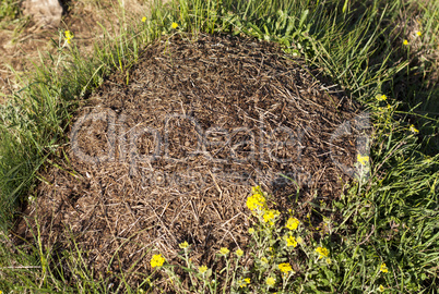 Anthill in the forest with many ants photo