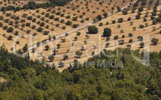 Olive trees in a row plantation