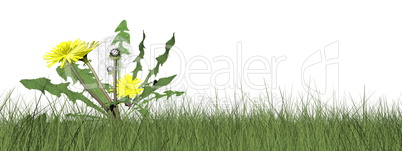 Dandelions - 3D render