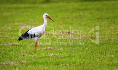 European white stork, ciconia