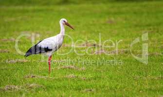 European white stork, ciconia