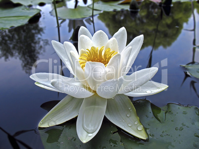 Beautiful white water lily in drops of water close-up