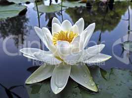 Beautiful white water lily in drops of water close-up