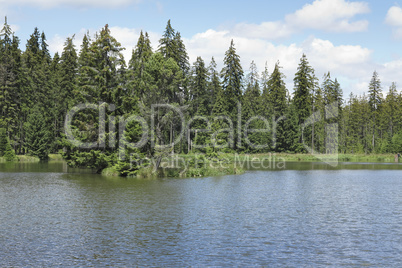 Coniferous forest on the shore of lake - Woods in the Natural Pr