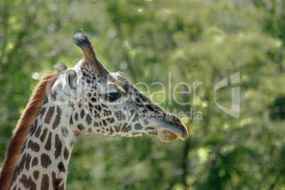 Giraffe head