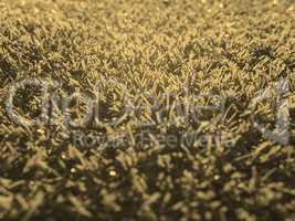 Artificial grass sepia