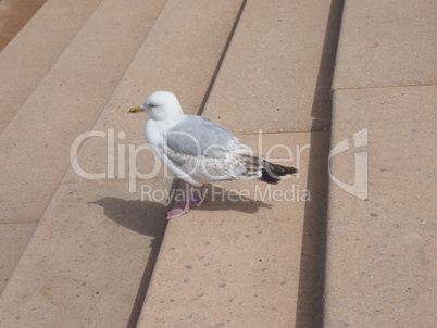 Seagull bird animal