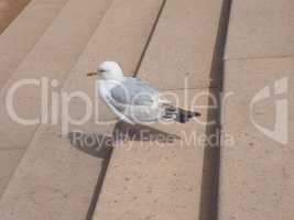 Seagull bird animal