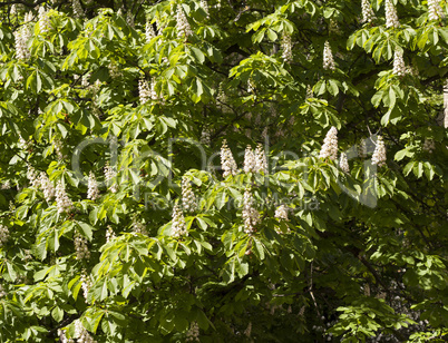 Flower spring blossoming chestnut tree flowers photo