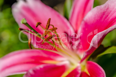 Lily garden flowers