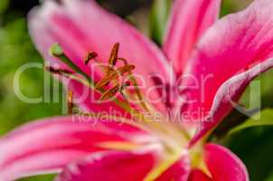 Lily garden flowers