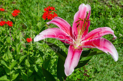 Lily garden flowers