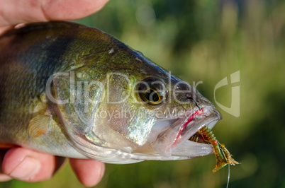 Fish perch on the hook