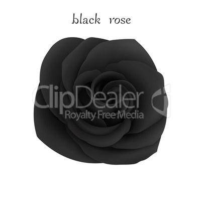 Black rose