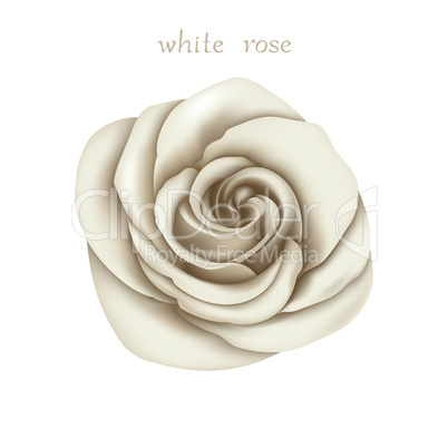 White rose.