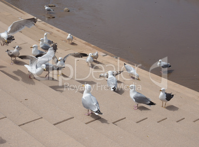 Seagull bird animal