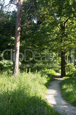 Path in the green forest