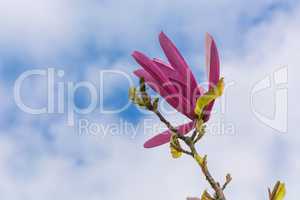 Frühlings Magnolia Blume