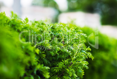 Horizontal green bush bokeh background