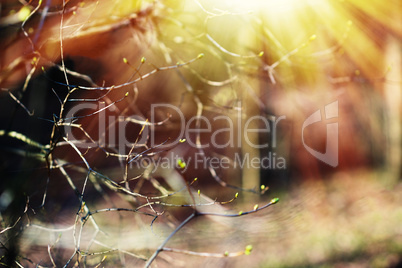Horizontal spring branches with light leak bokeh background