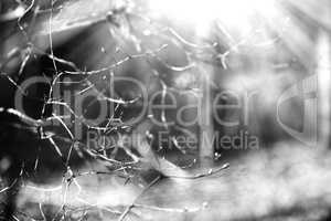 Horizontal black and white spring branches bokeh background