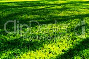 Horizontal green grass with tree shadows bokeh background