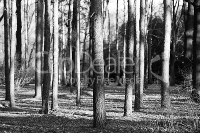 Vertical wild forest tree trunks bokeh background
