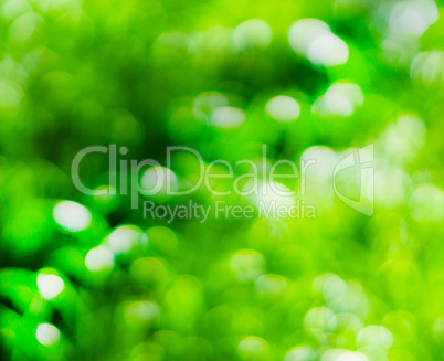 Horizontal vivid green bokeh background backdrop