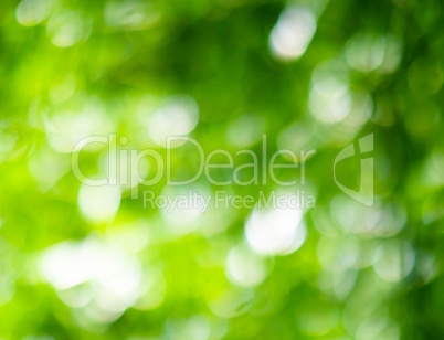 Horizontal vivid green summer bokeh background backdrop